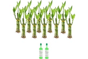 NW WHOLESALER 3-Stalk Lucky Bamboo Arrangements with Two Bottles of Lucky Bamboo Fertilizer | Bundle of 10 Arrangements | Lucky Bamboo Indoor House Plants for Home & Office Decor, Weddings, and Event Decoration
