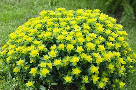 Wolfsmilch 10 Samen Euphorbia Polychroma Cushion Spurge Amazon De Garten