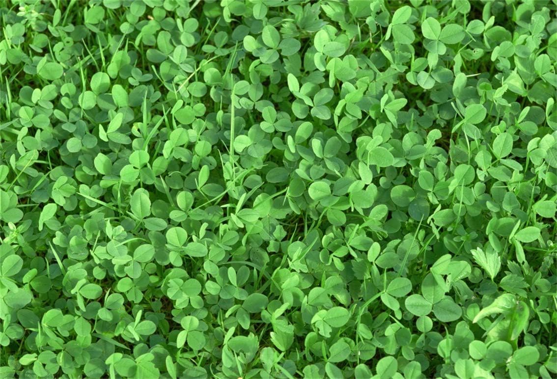 Amazon Com Leyiyi 6x4ft Happy St Patrick S Day Backdrop