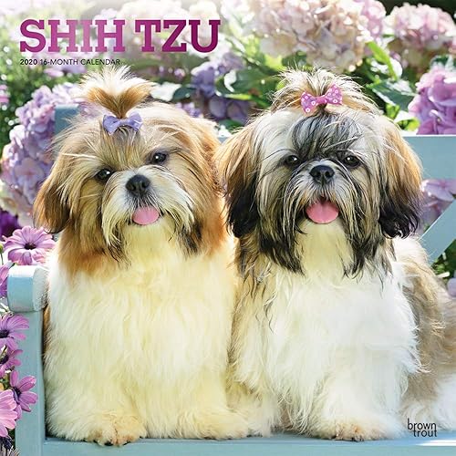 Download Shih Tzu 2020 Calendar PDF