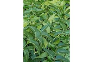 QUILOM Fresh Neem Leaves, Azadirachta Indica, Margosa, from South Florida. (3 OZ)