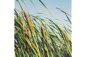 THE RIKE 3 pack of 30,000 Seeds - Cattail Seeds - Typha Latifolia Cattail Or Reed Mace Seeds, Bulrush Seeds USA ILINOIS Grown | Bull Rush Cattails - Ornamental Cattail Pond Grass