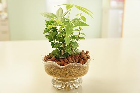 Amazon Co Jp 寄せ植え3種 ハイドロカルチャー 観葉植物 デザートグラス ホーム キッチン
