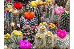 25+ Cactus & Succulent Barrel Mix Seeds - Non-GMO for Planting