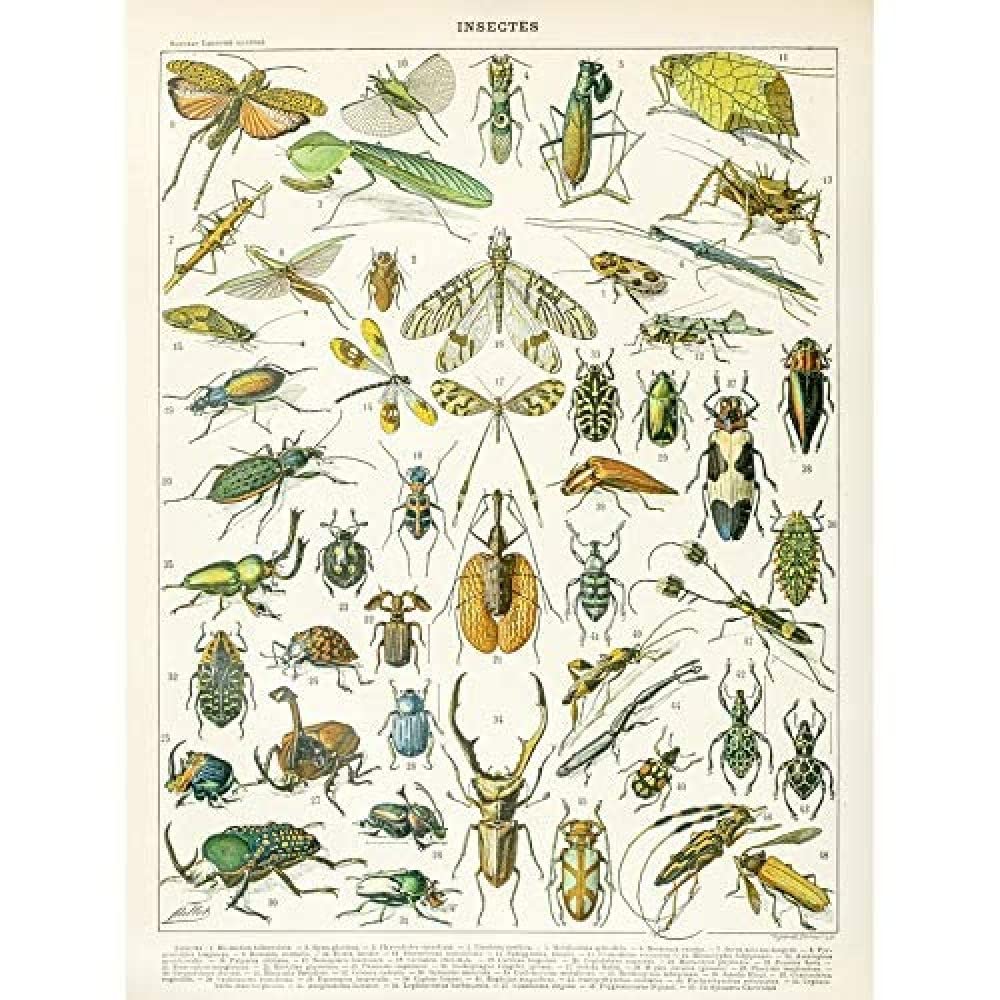 Artery8 Millot Encyclopedia Page Insects Beetles Unframed Wall Art Print Poster Home Decor Premium
