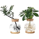 Pechaut Propagation Station, Larger Capacity Ball Vase with Base for Hydroponic Plants, Home/Office Decor & Gift for Plant Lovers, 2pcs Glass Terrariums