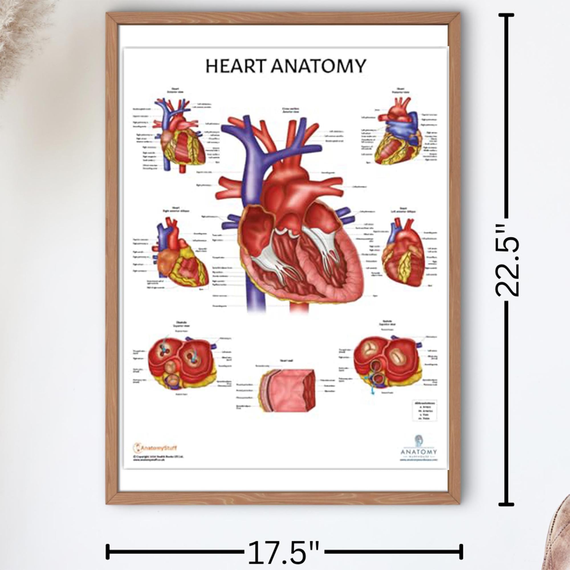 Mua Anatomy Lab 2 PACK Circulatory and Heart Anatomy Poster Set ...
