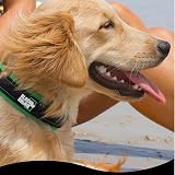Black Rhino The Comfort Collar Ultra Soft Neoprene Padded Dog Collar Small view 6