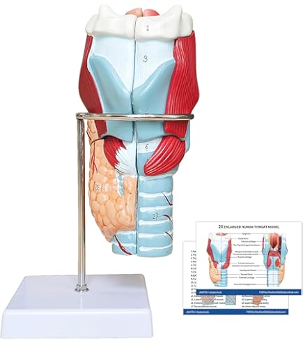 Amazon.com: Pharynx & Larynx 解剖圖: Anatomical Chart