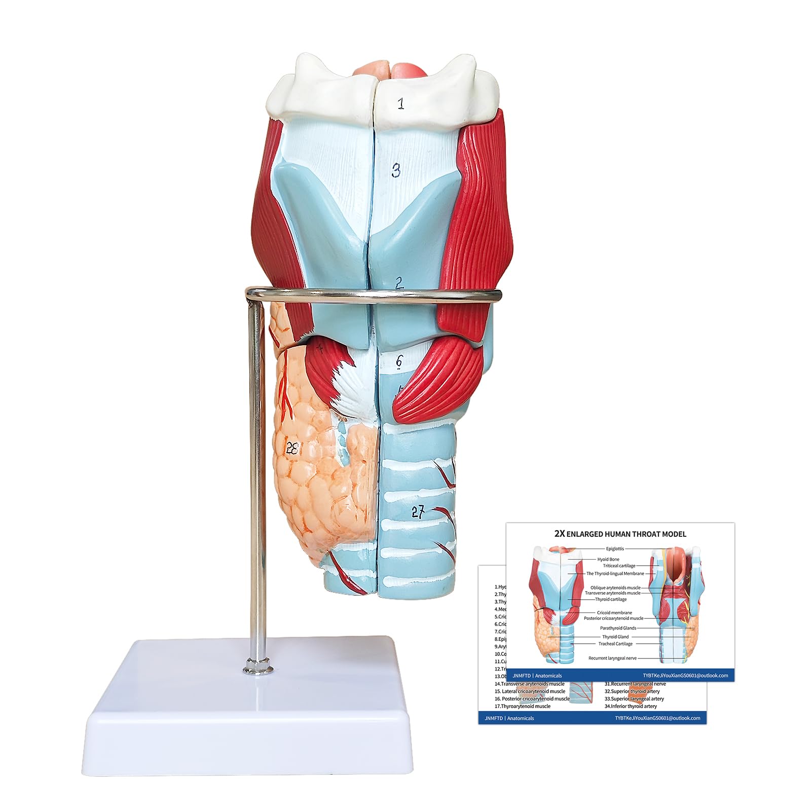 Photo 1 of JNMFTD 2X Enlarged Human Throat Model,5 Parts Human Larynx 3D Anatomy Model Laryngeal Muscles Cavity Bone with Labeled Numbered Product Manual Card and Removable PVC Base for Medical Education Study