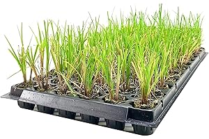 FLORIDA FOLIAGE Nile Queen Papyrus | 3 Live Plants | Cyperus Shade & Wet Tolerant Aquatic Foliage