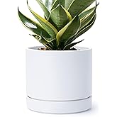 Phoenix Vine 8 Inch Planter Pot with Drainage Hole & Saucer, Deep Water Catch Tray, Straight Cylindrical Round Pot for Plants, Matte White, Pack of 1, 23-B-T-1
