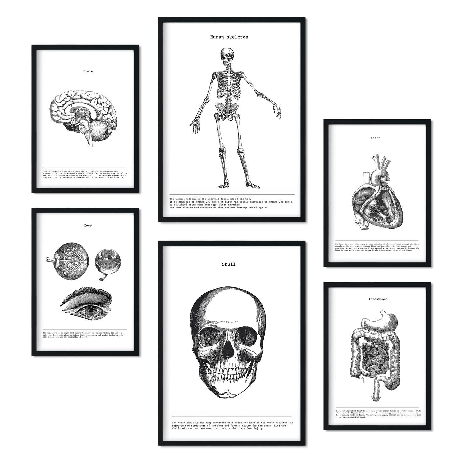 Nacnic Set of 6 posters Bones and organs. Collection of posters in collage aesthetic for interior decoration. Sizes A3 and A4. Frameless.
