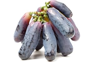 QAUZUY GARDEN 70 Purple Finger Grape Seeds (Vitis Vinifera) - Non-GMO High Yield & Unique & Tasty Fruit Seed