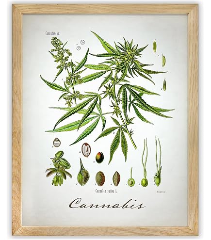 Simbolo Di Foglia Di Marijuana in Stile Cartoon Retrò Illustrazione di