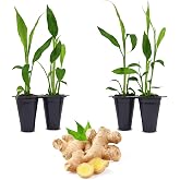 Ginger Root Plant (4 Pack) | Live Edible Plant for Planting | Grow Your Own Fresh Ginger at Home | Spicy &amp; Aromatic Rhizome for Cooking &amp; Tea | Easy to Grow Perennial for Organic Gardens