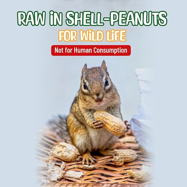 SNEAKY MANGO – RAW PEANUTS IN SHELL – 10 POUNDS – ALL-NATURAL FOOD FOR SQUIRRELS, DEER, BIRDS, AND OTHER WILDLIFE ANIMALS – GROWN IN THE USA FOR HEALTHY NUTRITION