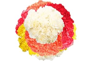 GlobalRose 400 Color Carnation Flowers - Sustainably Grown Carnations Fresh Flowers - Hand-Picked Fresh Bouquet for Birthday & Special Occasions (400 Stems, 16 Bundles of 25)