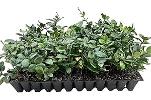 FLORIDA FOLIAGE Jasmine Confederate - 15 Live Plants - Fragrant Easy to Grow Vine Showy Blooms