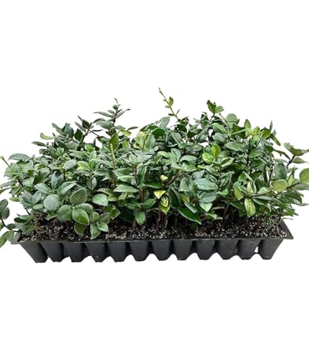 Amazon.com : Star Jasmine | 40 Live Plants | Trachelospermum