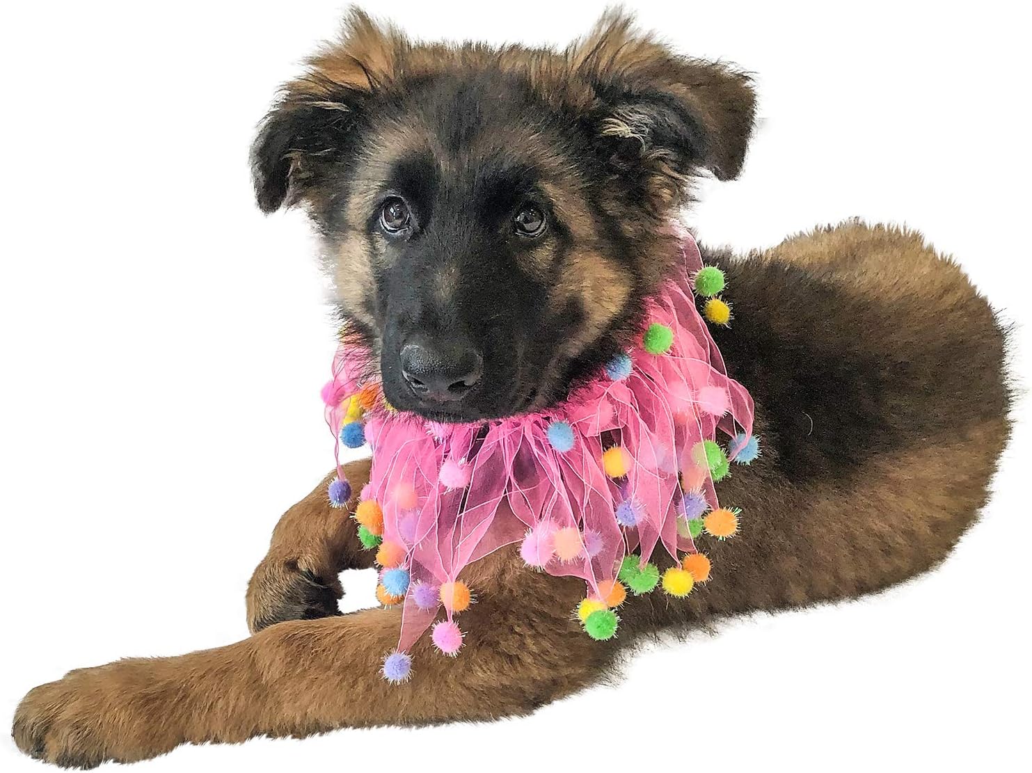 Amazon Com Midlee Pink Birthday Pom Pom Dog Collar Large Pet Supplies