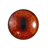 25mm Single Red Fox Glass Eye for Taxidermy