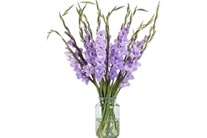 WANGBINYU 19 Stems Fresh Purple Gladiolus Hydroponic Flower Arrangement Gifts for home decoration birthdays anniversaries healing sympathy friendship and love