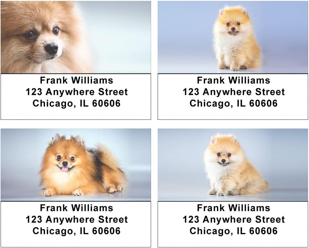 the cutest pomeranian