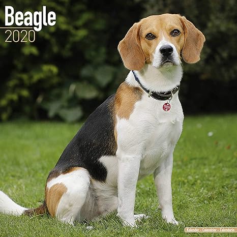 Amazon.com : Beagle Calendar 2020 - Dog Breed Calendar - Wall Calendar
