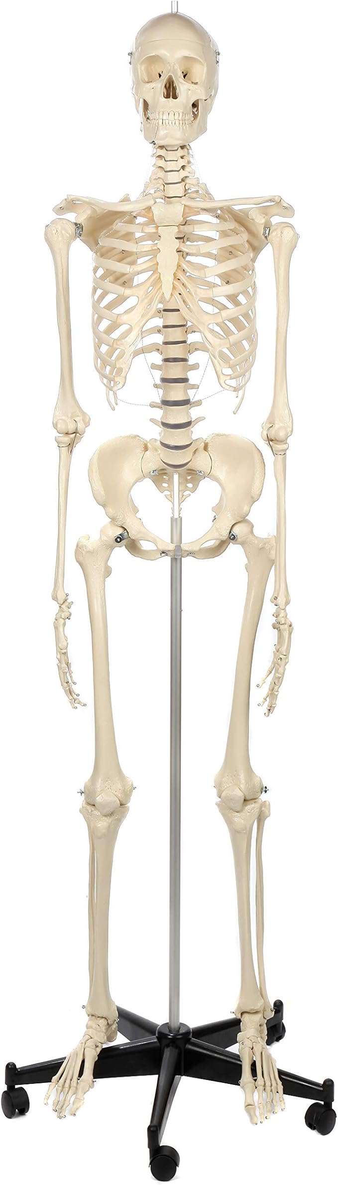 Amazon Com Rudiger Anatomie Female Skeleton Anatomy Model Bundle 206 Bones Removable Skull Hyoid Bone Flexible Joints Stand For Display And Study Kitchen Dining