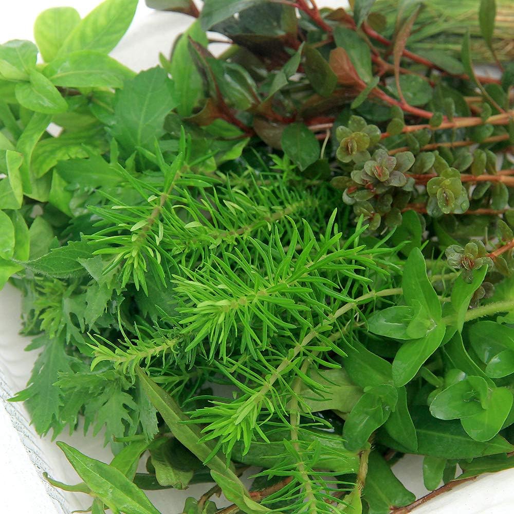 Amazon 水草 おまかせ水上葉 レイアウトセット ６０ｃｍ水槽用 ８種 無農薬 １パック 水草説明書付 北海道航空便要保温 Charm チャーム 生体水草 通販