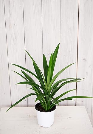 Amazon はなみどり アジアンハーブ パンダンリーフ ニオイタコノキ 苗 1株 グリーン ハーブ