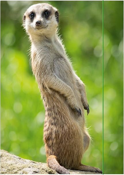 Rnk Chemise A Dessin Suricate 310 X 440 Mm Din A3 Avec Fermeture Elastique 1 Piece Amazon Fr Fournitures De Bureau