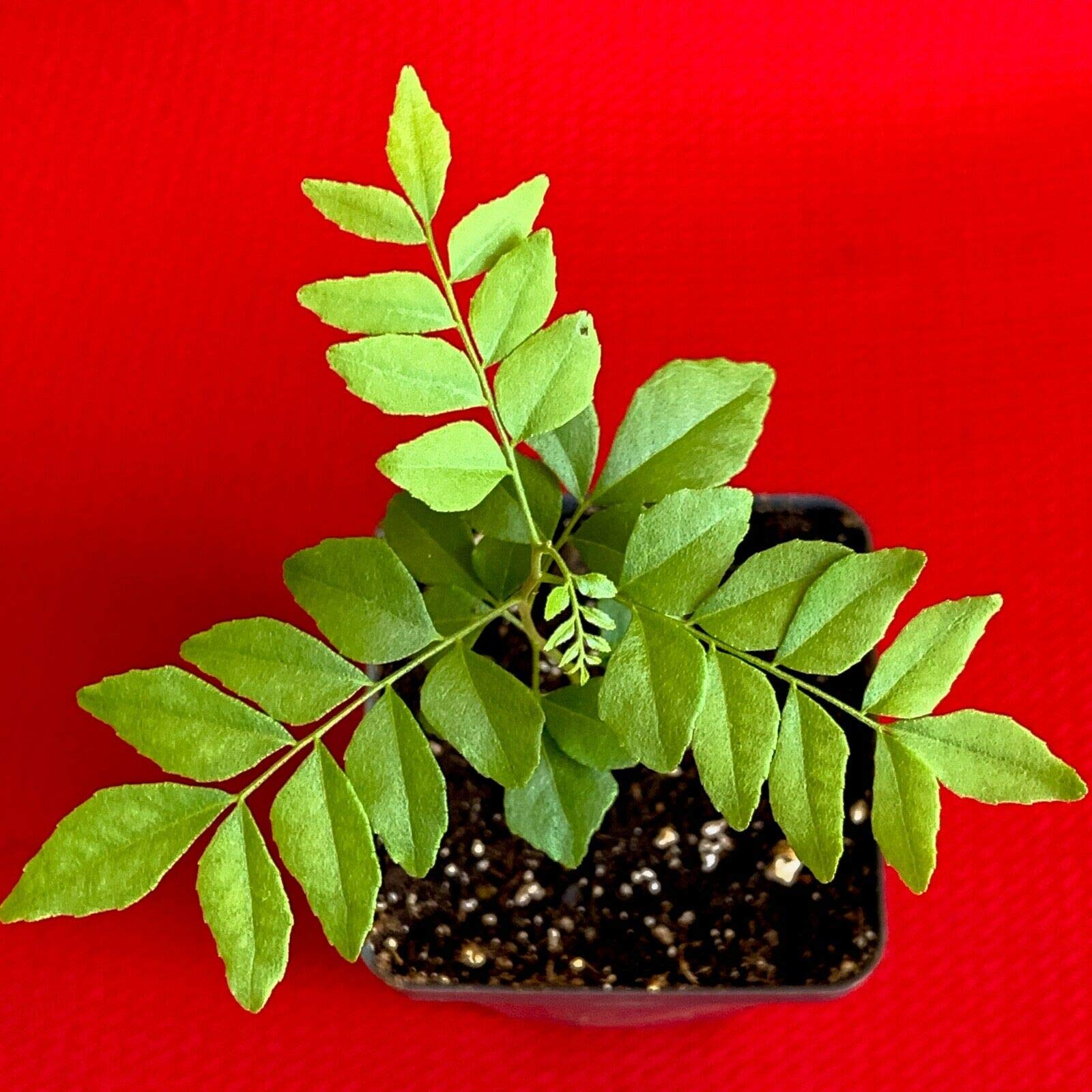 Fruit Plant Curry Leaf Leaves Tree Murraya koenigii Spice Potted