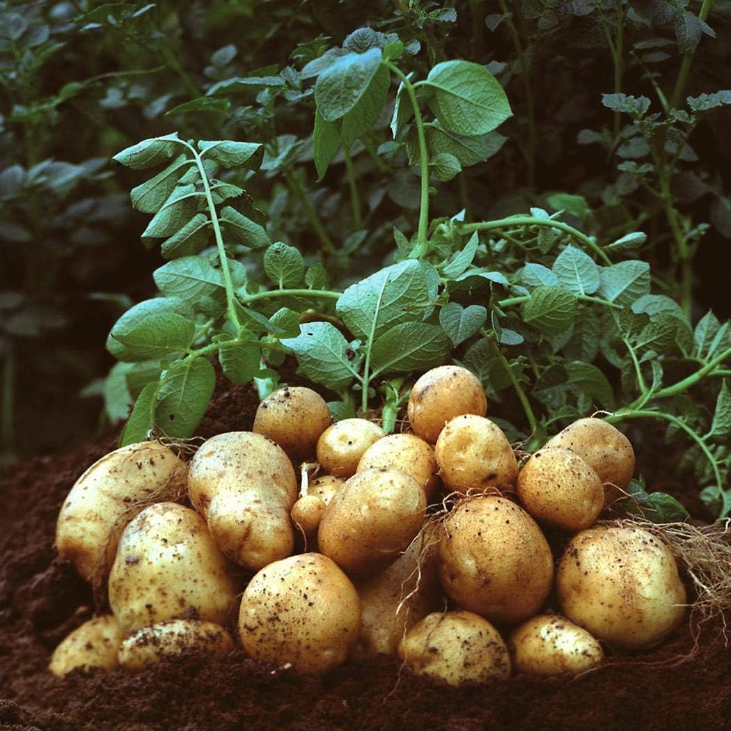Queind 50pcs Potato Seeds Plants Perennials Planting Vegetables Home Garden Bonsai Flowers