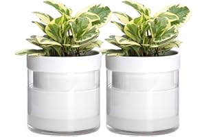 Phoenix Vine 6 Inch Self Watering Planter, White Terracotta Clay Pot with Glass Reservoir for Indoor Plants, Herbs, Flowers, Set of 2, 52-B-F-2