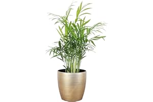 Thorsen's Greenhouse Parlor Palm Plant, Live Indoor Plant, Neanthe Bella Palm, 4" Diameter Pot, Classic Pot Cover (Gold)