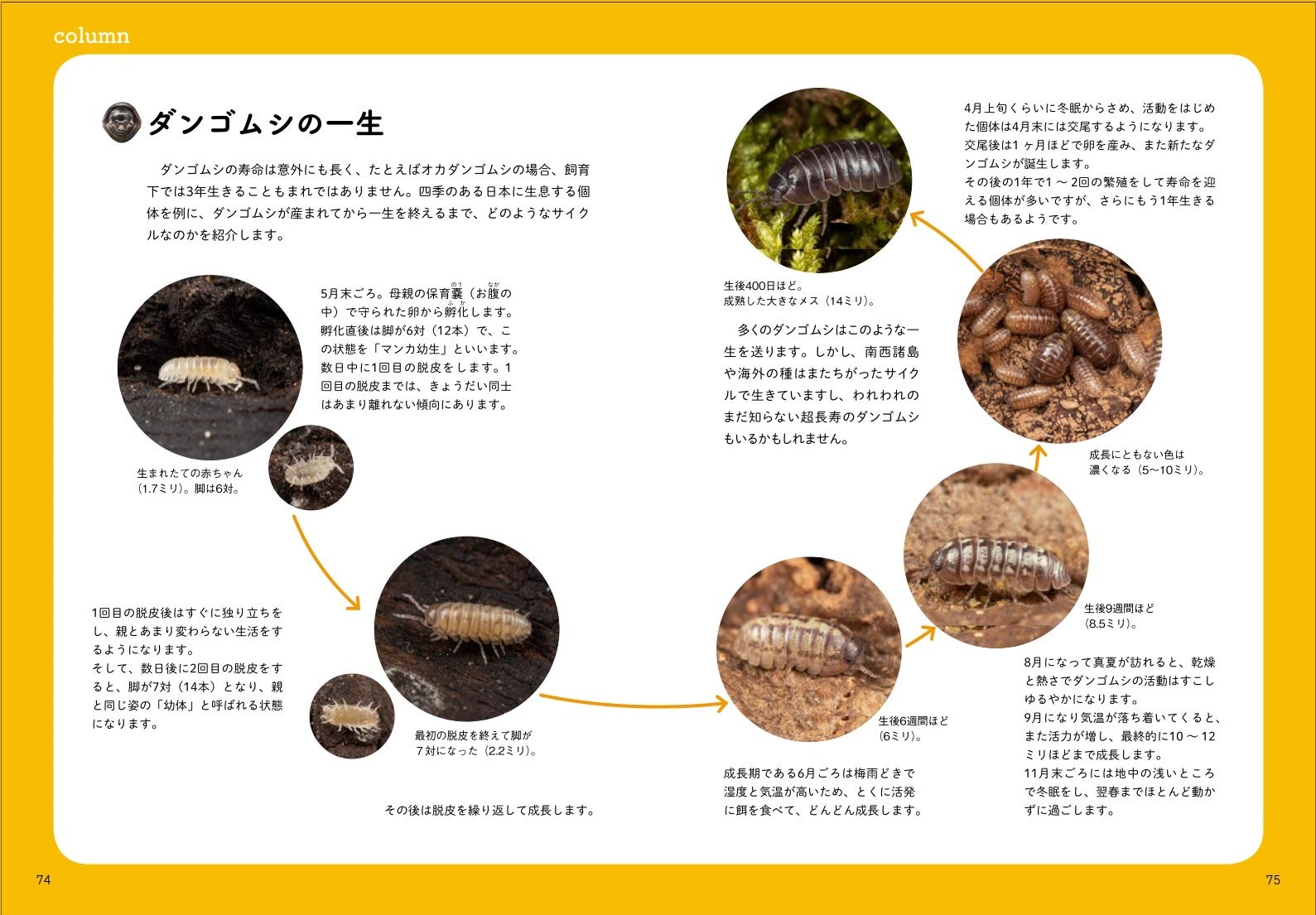 おどろきダンゴムシ図鑑 Amazon Com Books おどろきダンゴムシ図鑑 Amazon Com Books