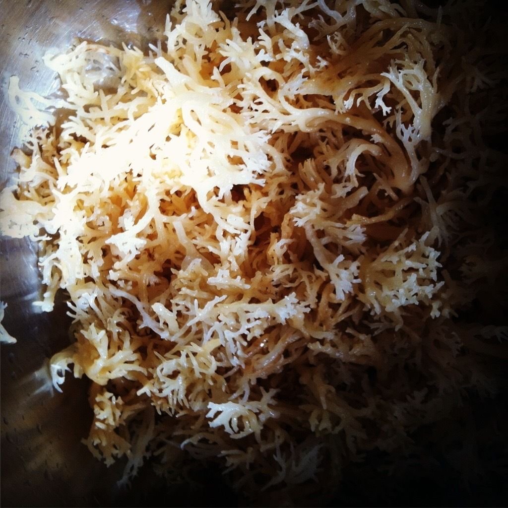 Sea Moss 100 Natural Wild Dr Sebi Irish Moss Buy Online In Samoa At Samoa Desertcart Com Productid Sea Moss 100 Natural Wild Dr Sebi Irish Moss Buy Online In Samoa At Samoa Desertcart Com Productid