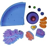 Learning Resources Giant Magnetic Animal Cell | Science Classroom Must Haves, Magnetic Animal Cell Model, Biology Classroom Kits for Teachers, Biology Anatomy Model Tool Kit