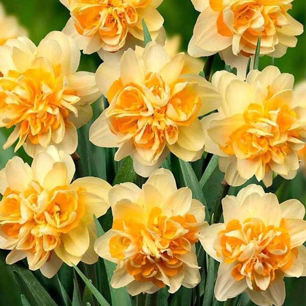 Caiuet Seeds- 100Pcs Rare Daffodils Seeds Multicolored, Perennial Flower Seeds Bells Flowers Seeds Hardy Flower Bulbs for Barkon, Garden