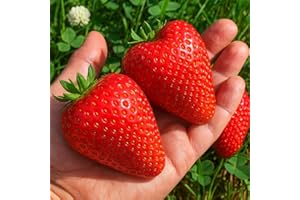 CZ GRAIN All Star Strawberry Plants - Grow Giant Strawberries - Bare Root Plants - No Ship to California (15 Strawberry Plants)