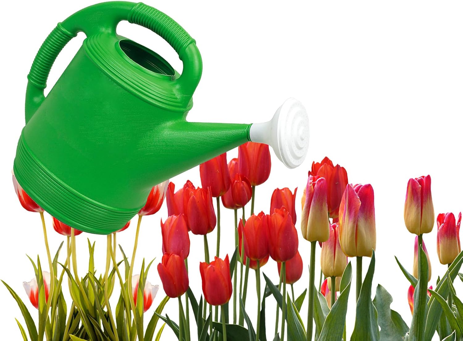 Missry Associates Misco Plastic Watering Can, 2-Gallon, Lime Green : Garden & Outdoor