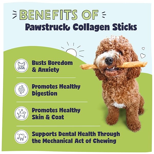 PAWSTRUCK NATURAL LARGE 12″ BEEF COLLAGEN STICKS FOR DOGS – LONG-LASTING RAWHIDE ALTERNATIVE, HIGH PROTEIN TREATS WITH CHONDROITIN & GLUCOSAMINE – 5 PACK