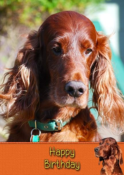 happy birthday irish setter