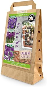 GreenBrokers Purple Lasagne Mix 30 Spring Bulbs Bee Friendly Premium Dutch