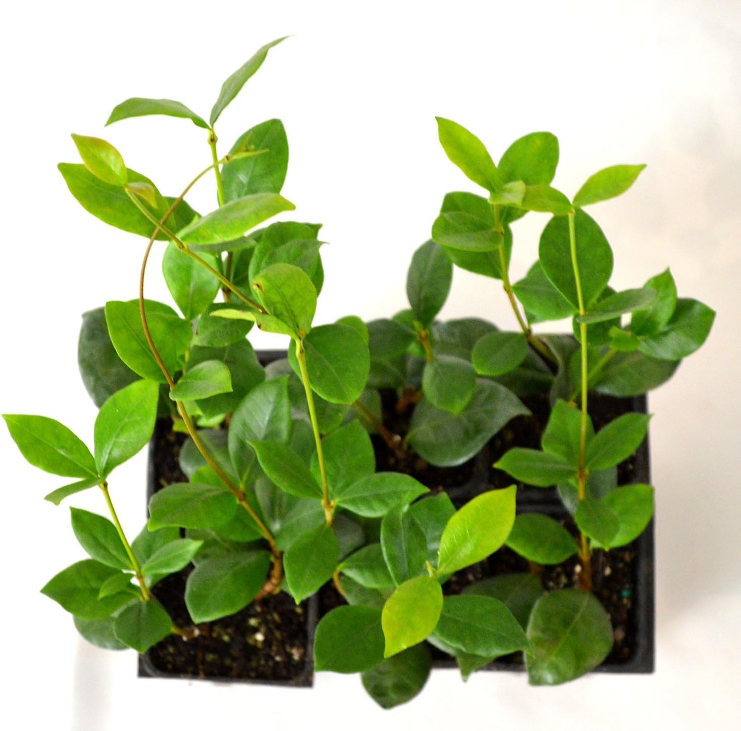 Confederate Jasmine - 6 Pack 3'' Pot From Jmbamboo