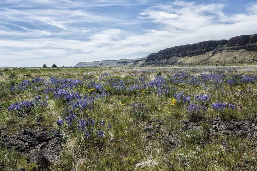 " Wildflowers near Steens Mountain Wilderness" Fine Art Photography Print