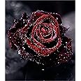 Flower Seed Black Red Rose Ambizu New True Blood Black Rose 100pcs Rare Rose Seeds