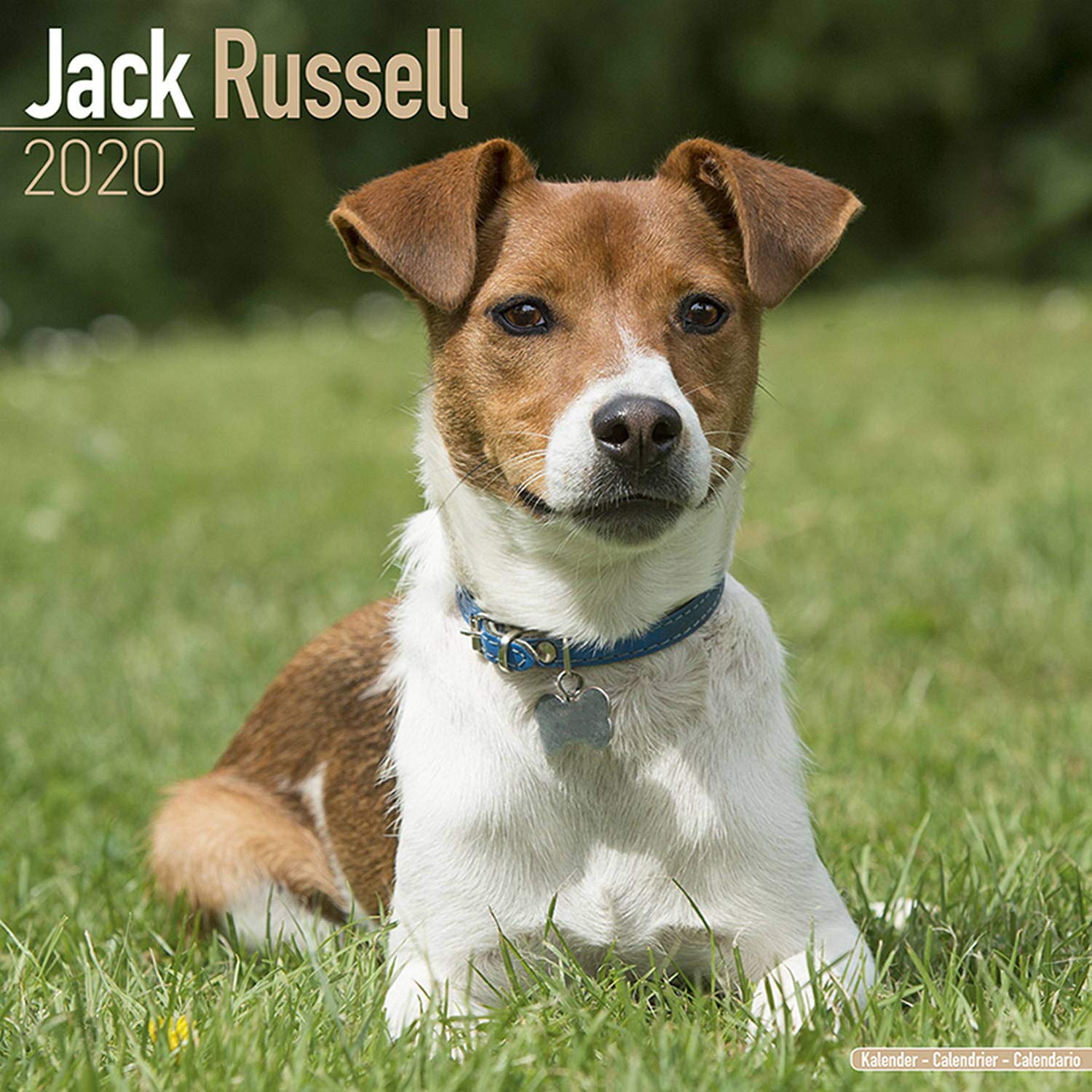 Jack Russell Calendar 2019 Dog Breed Calendar Wall Calendar